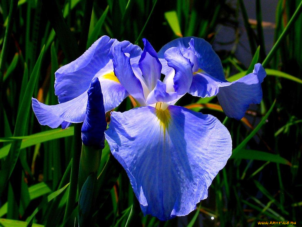 цветы, ирисы