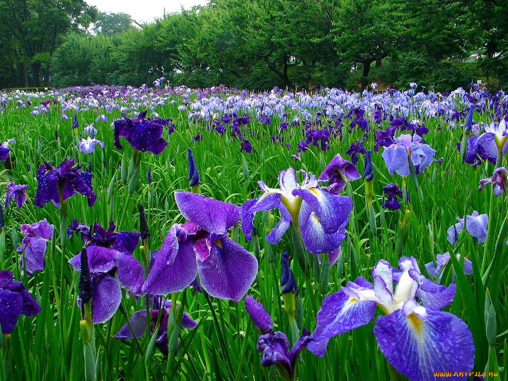 цветы, ирисы