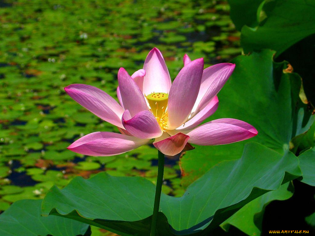 цветы, лотосы