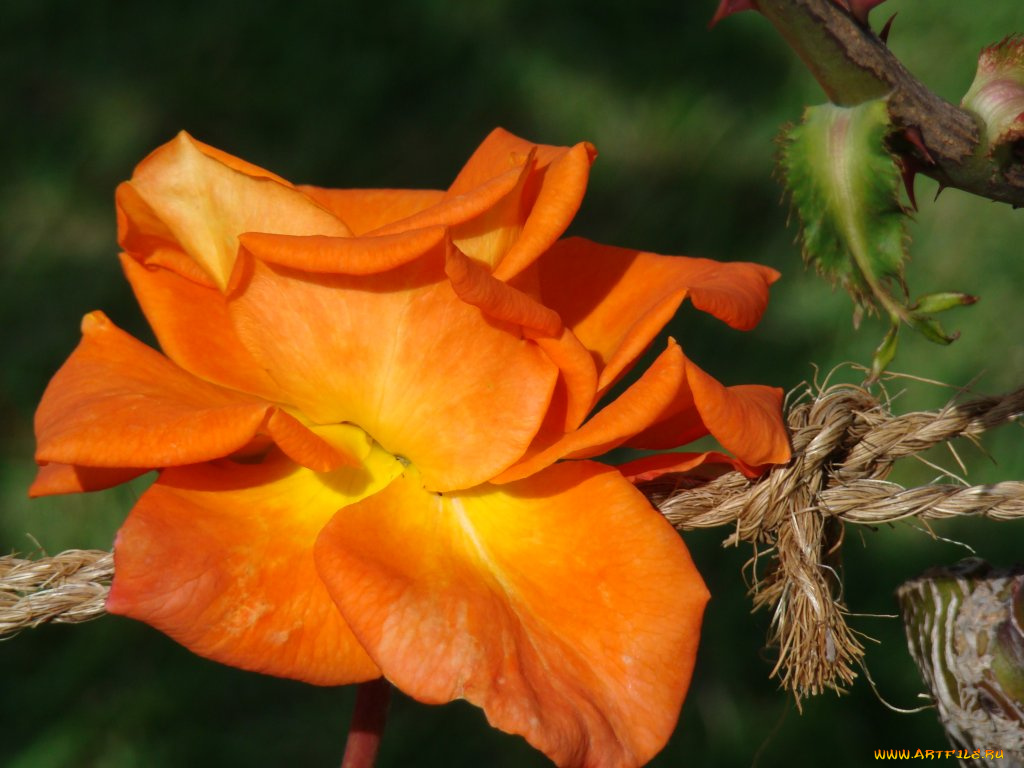 цветы, розы