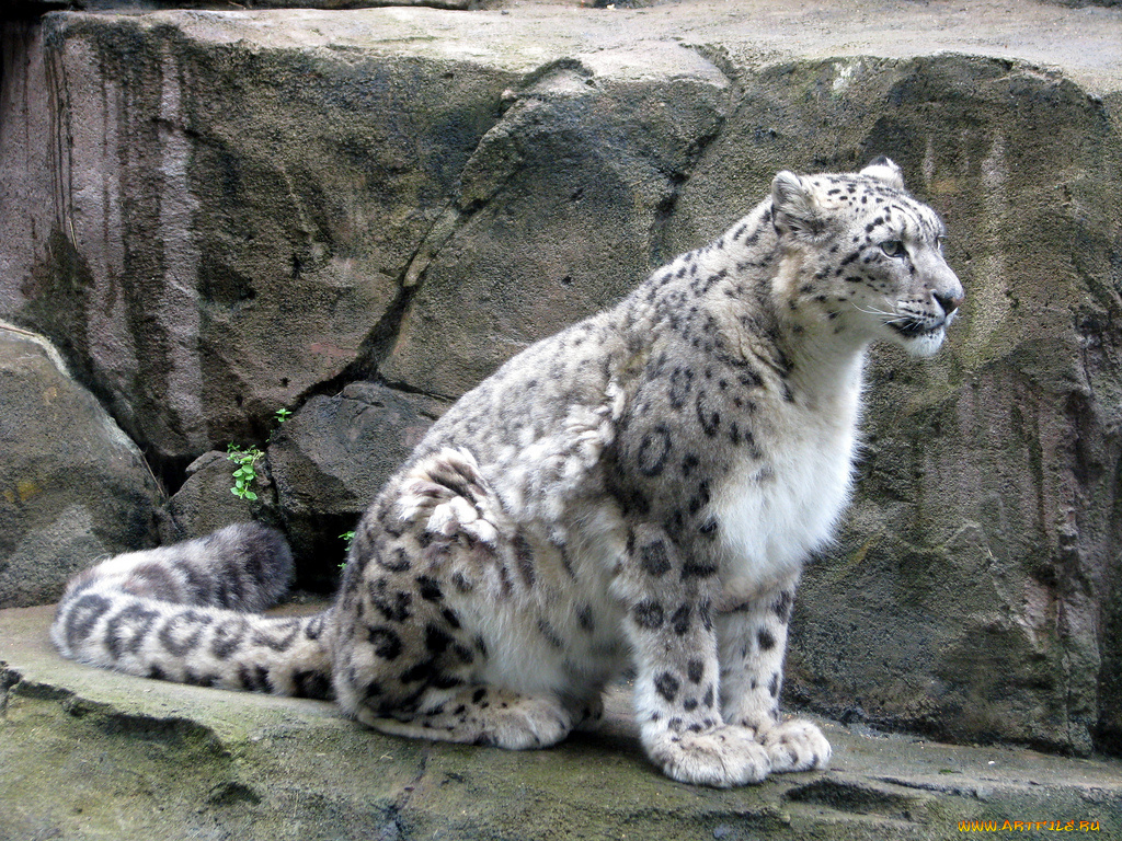 животные, снежный, барс, ирбис