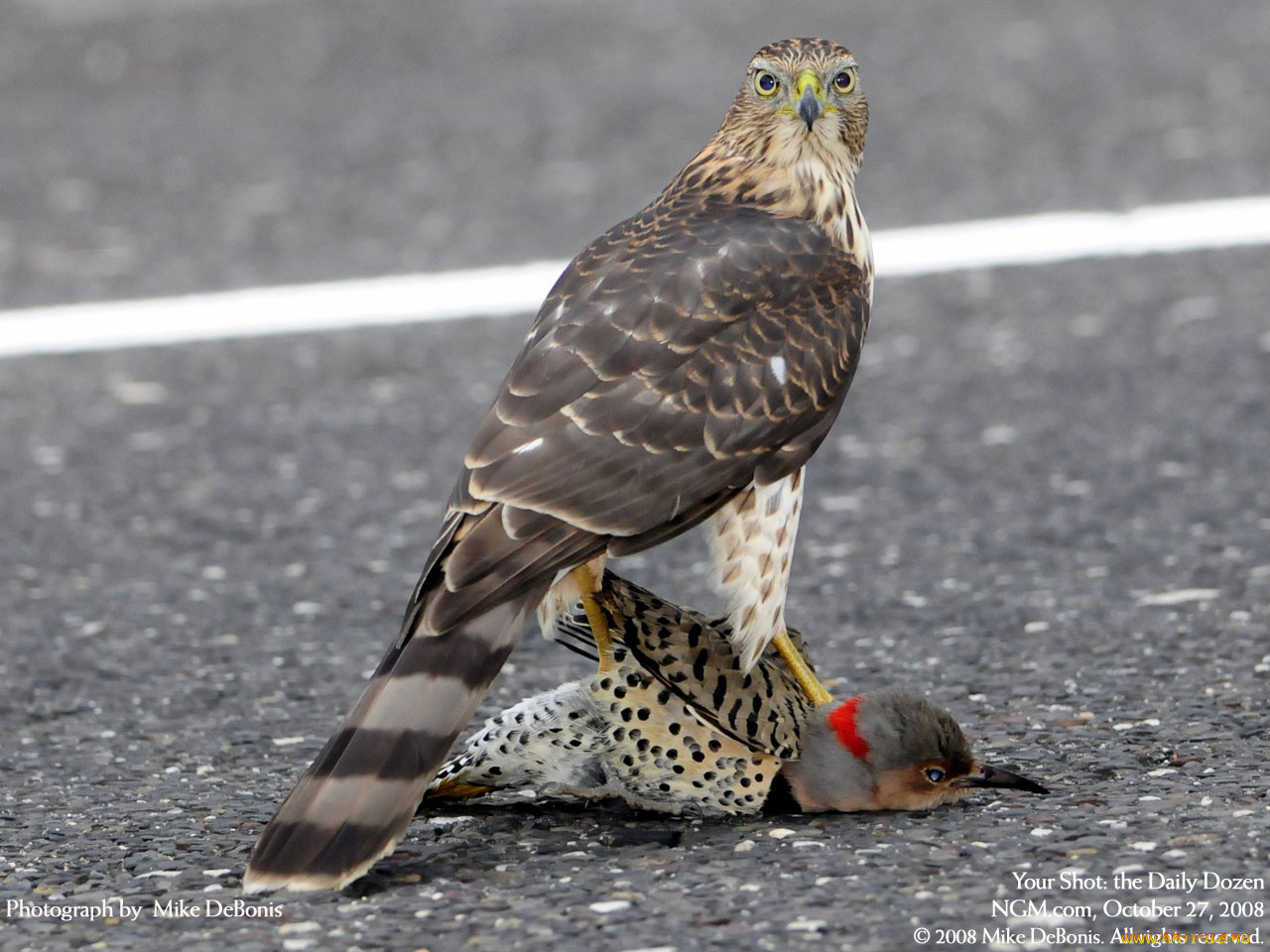 животные, птицы, хищники