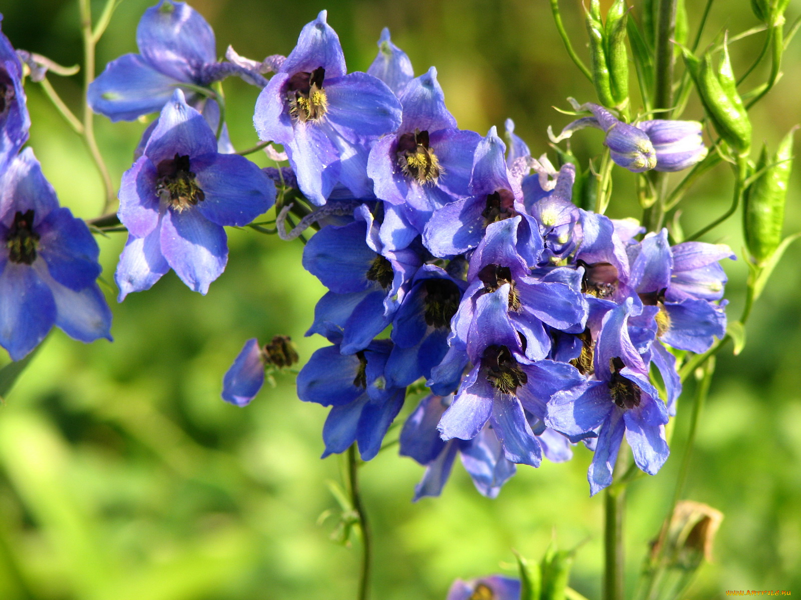цветы, дельфиниум