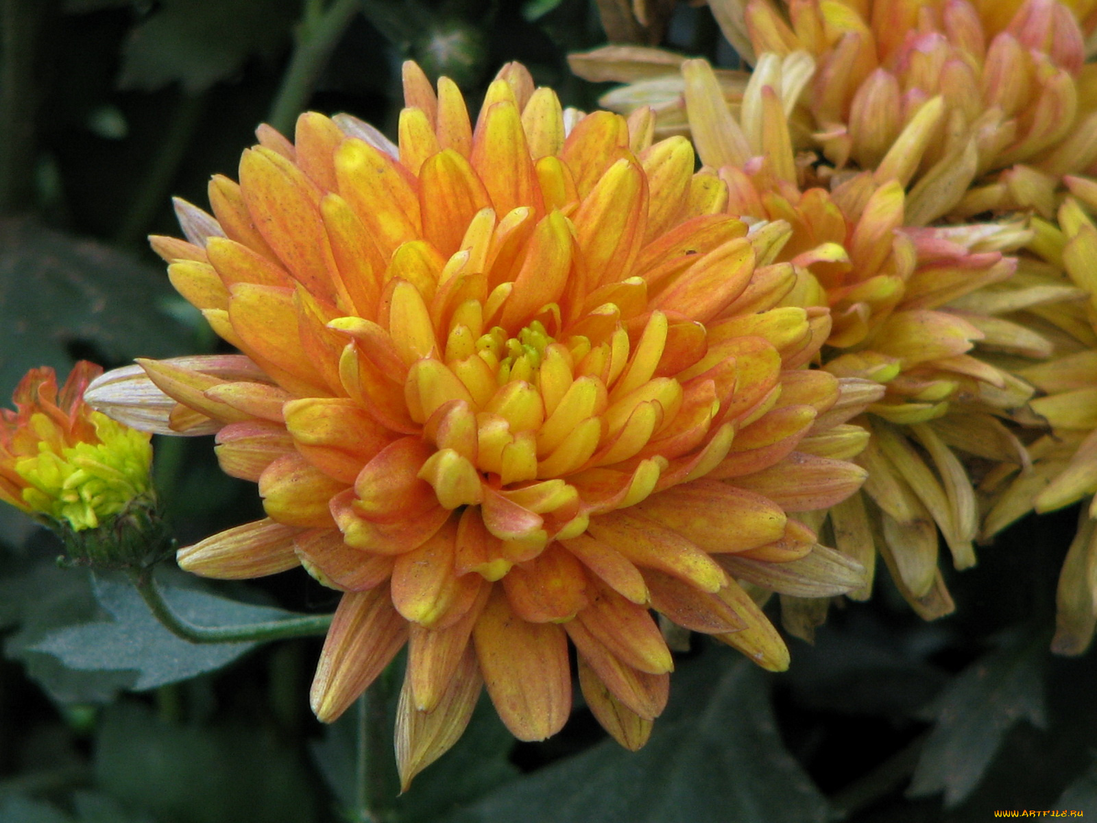 цветы, хризантемы