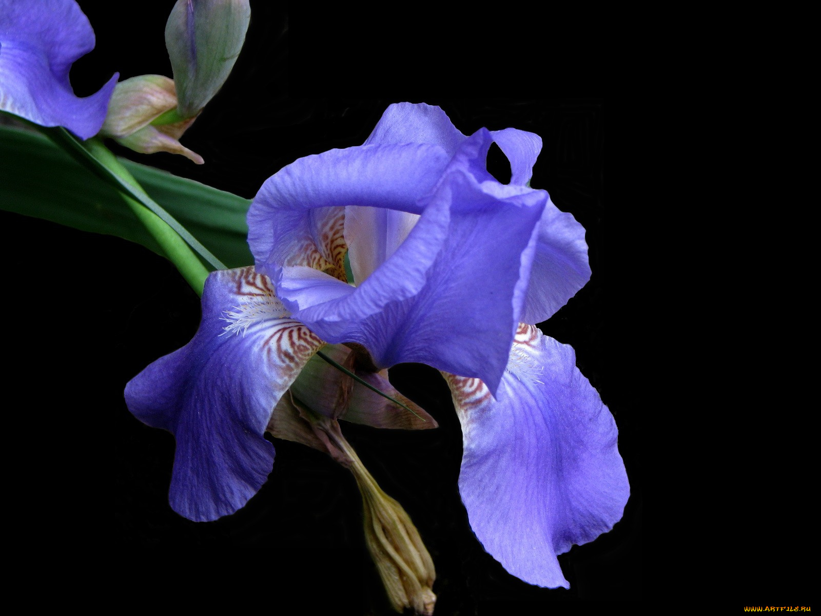 цветы, ирисы