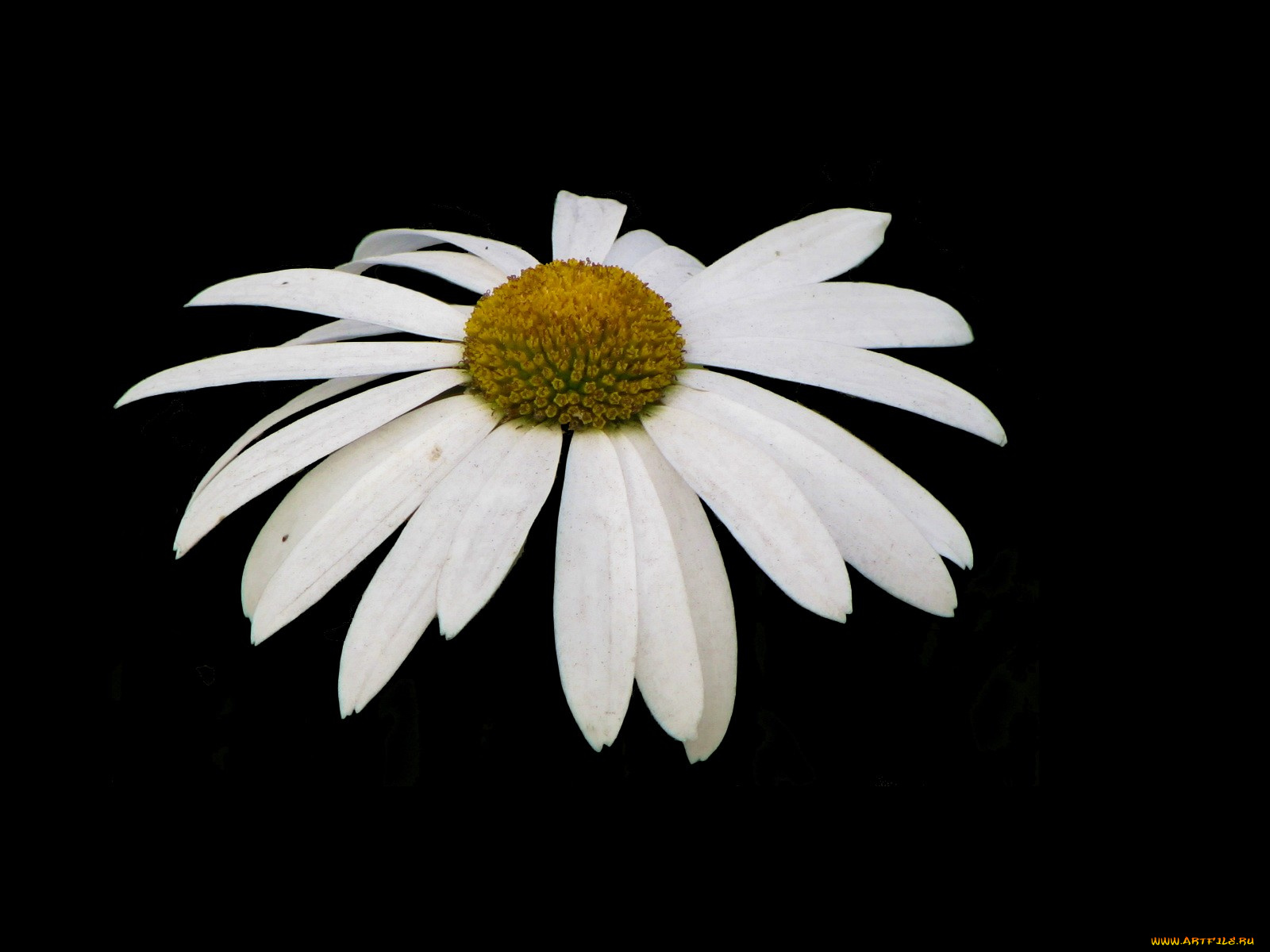 цветы, ромашки