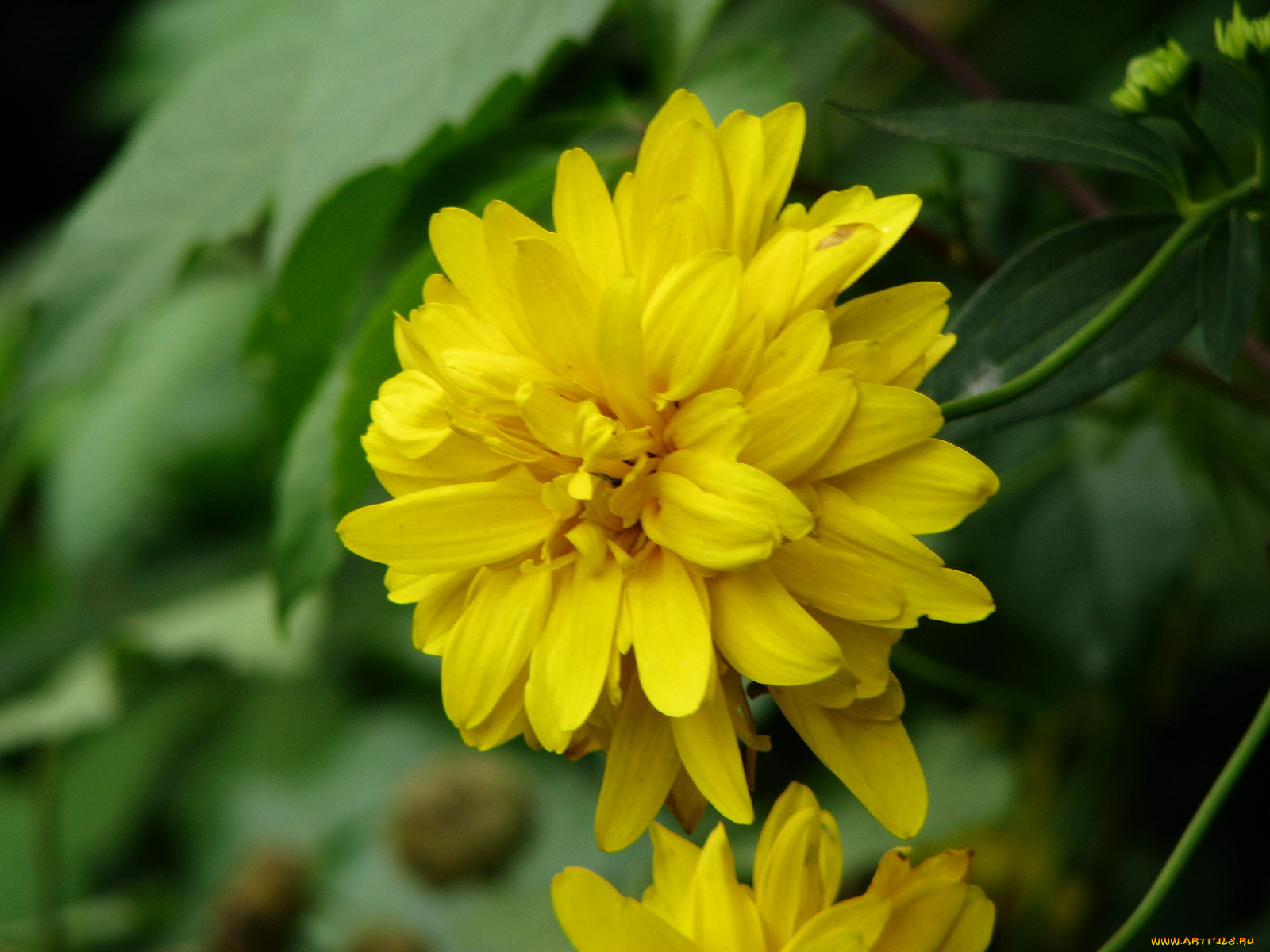 цветы, рудбекия