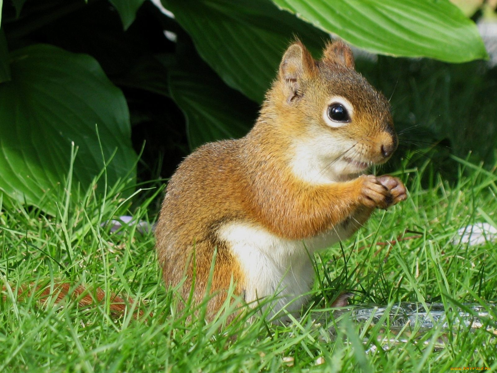 животные, белки