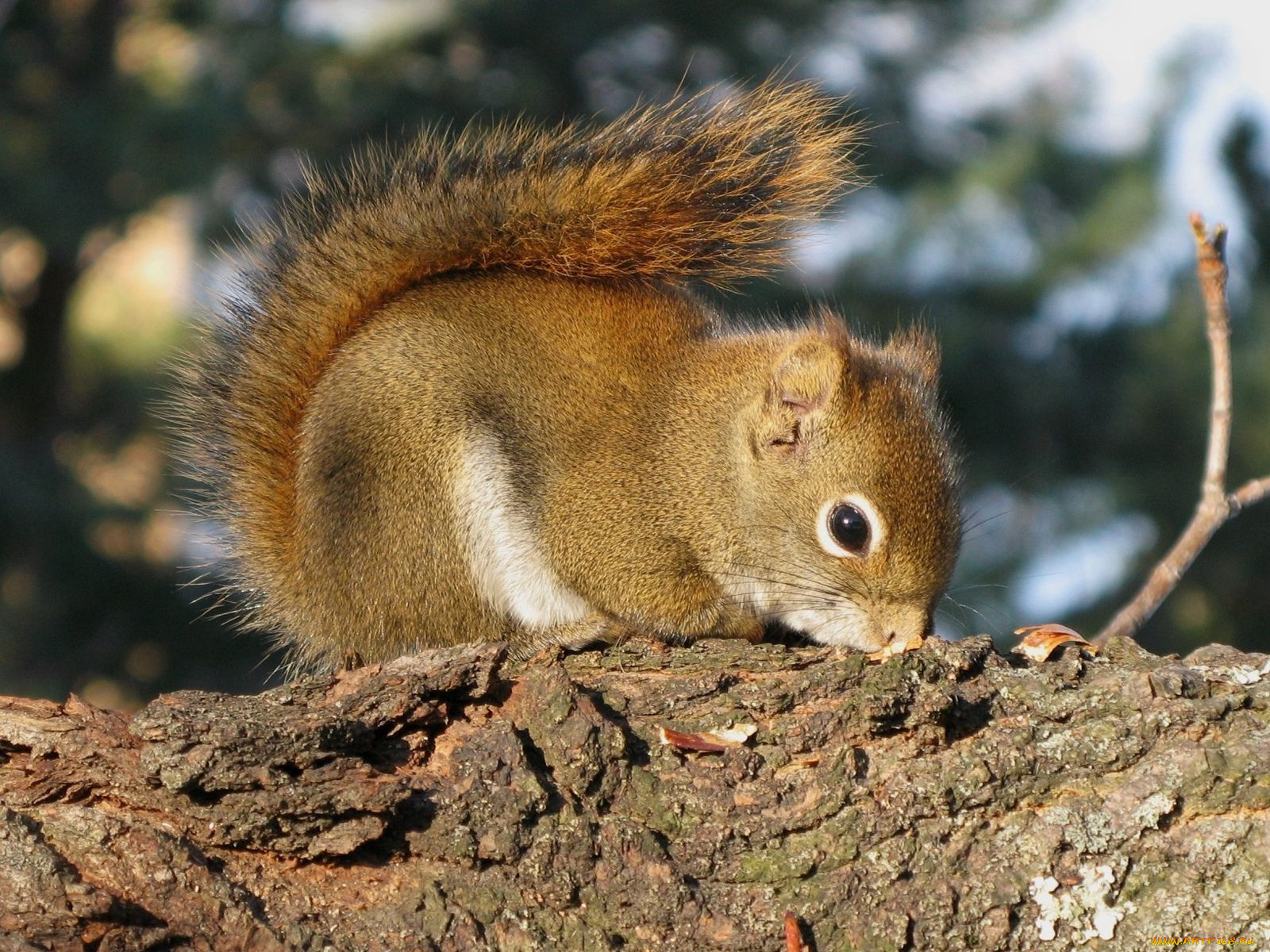 животные, белки