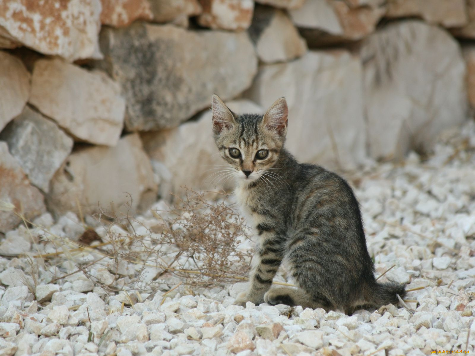 животные, коты