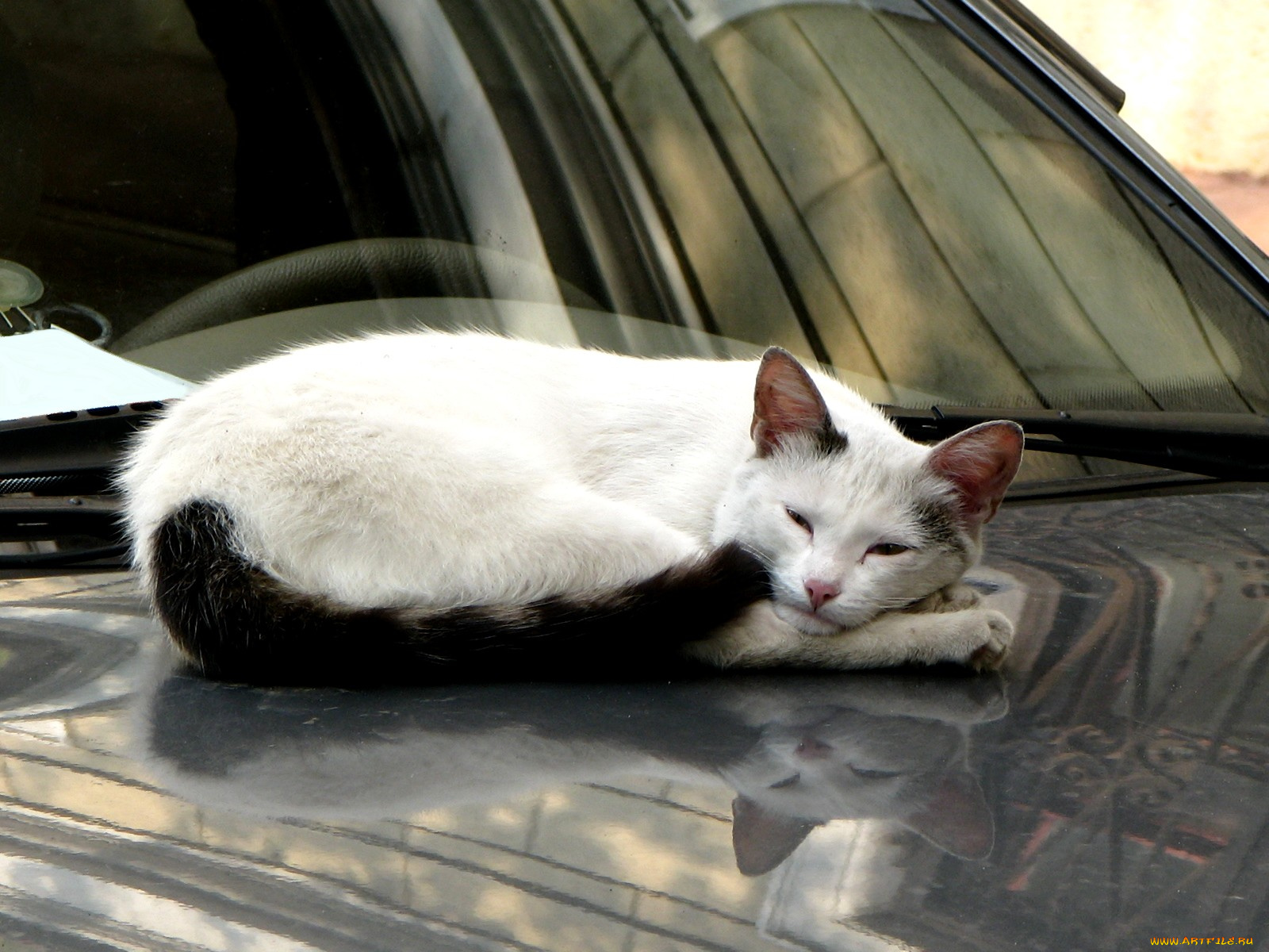 животные, коты