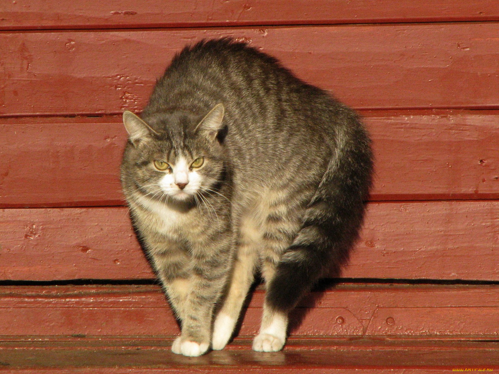 животные, коты