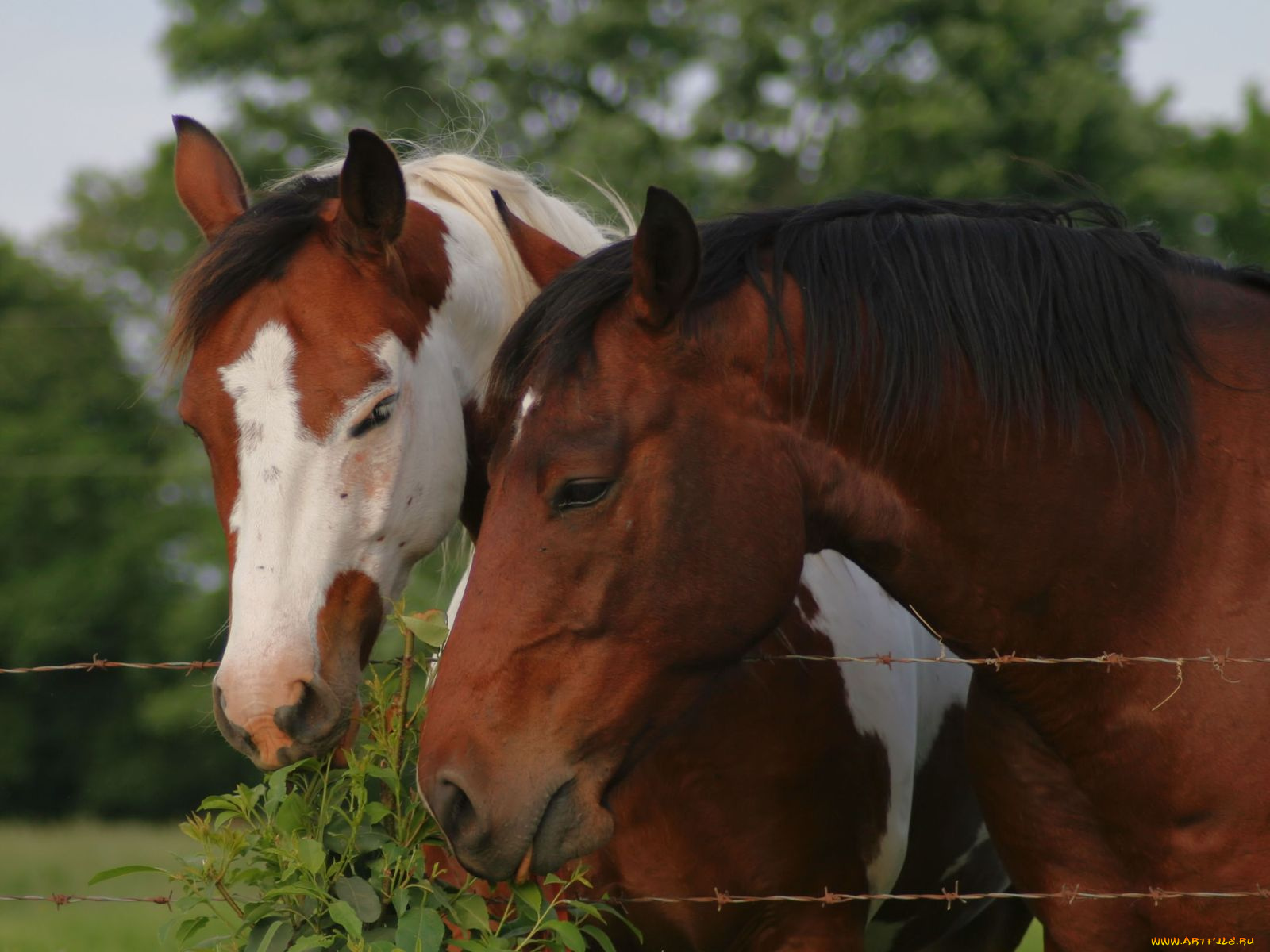 животные, лошади