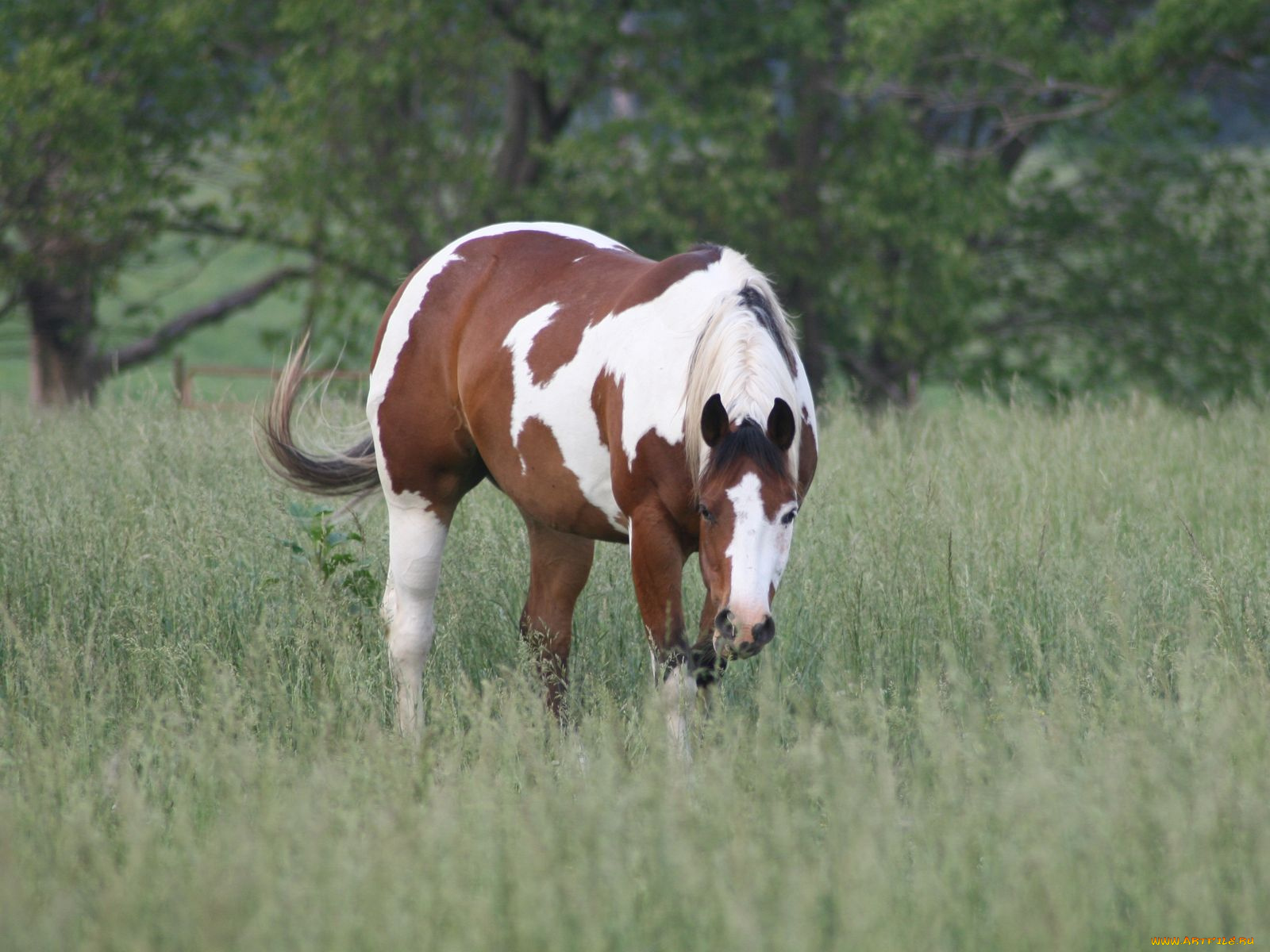 животные, лошади