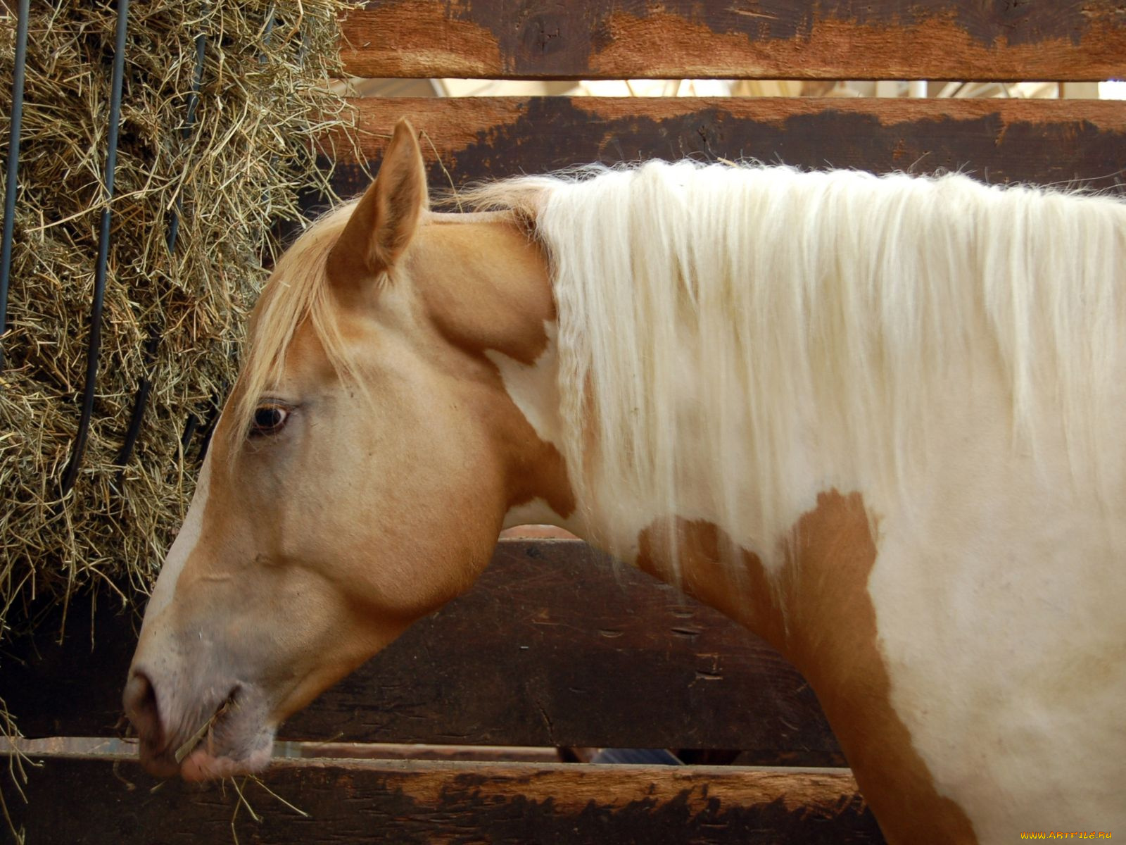 животные, лошади