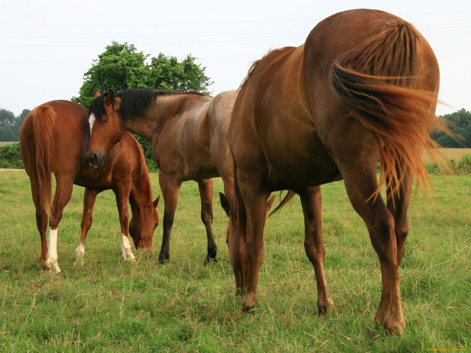 животные, лошади