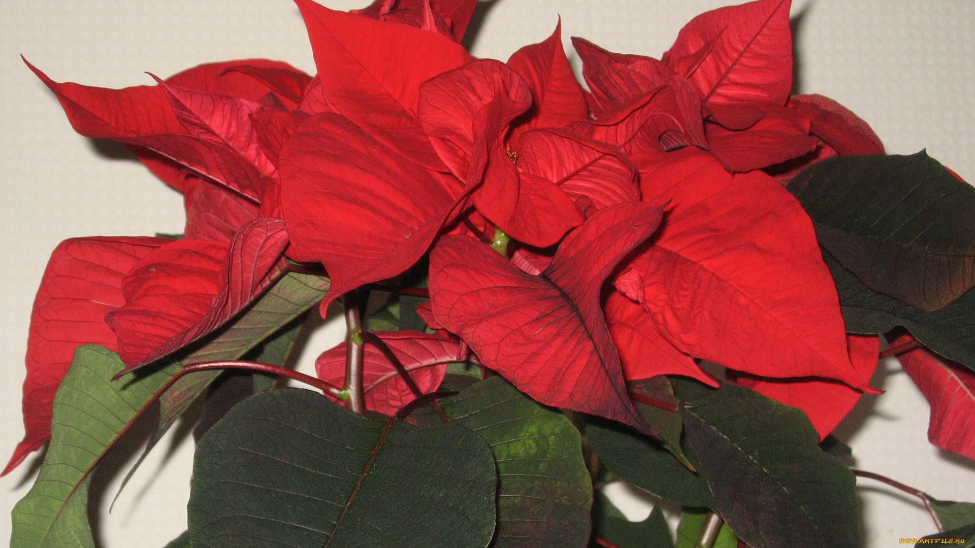 цветы, пуансеттия