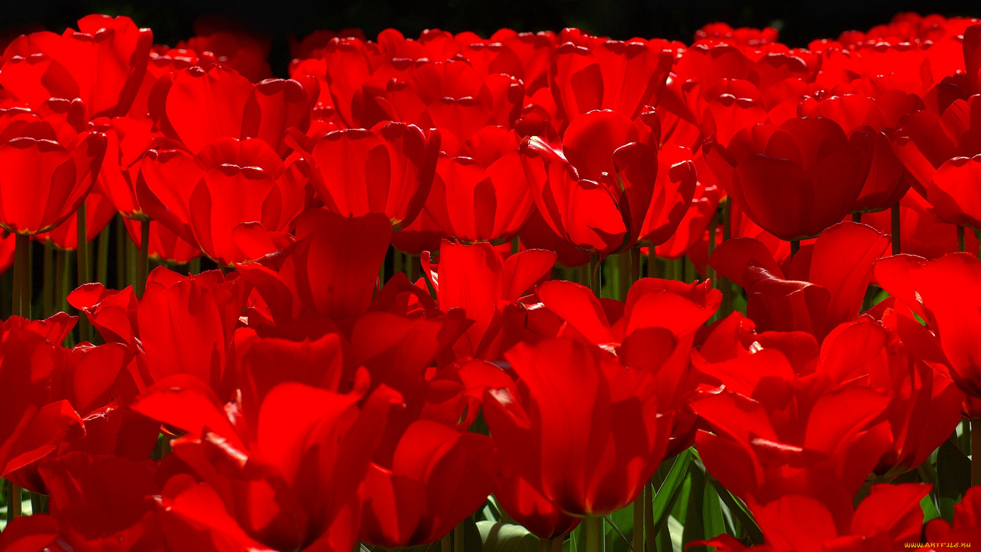 цветы, тюльпаны