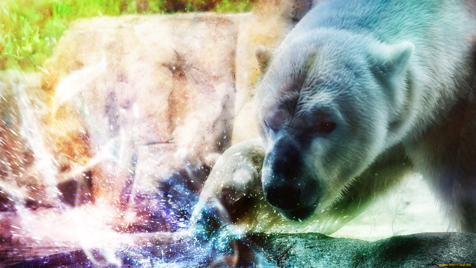 животные, медведи