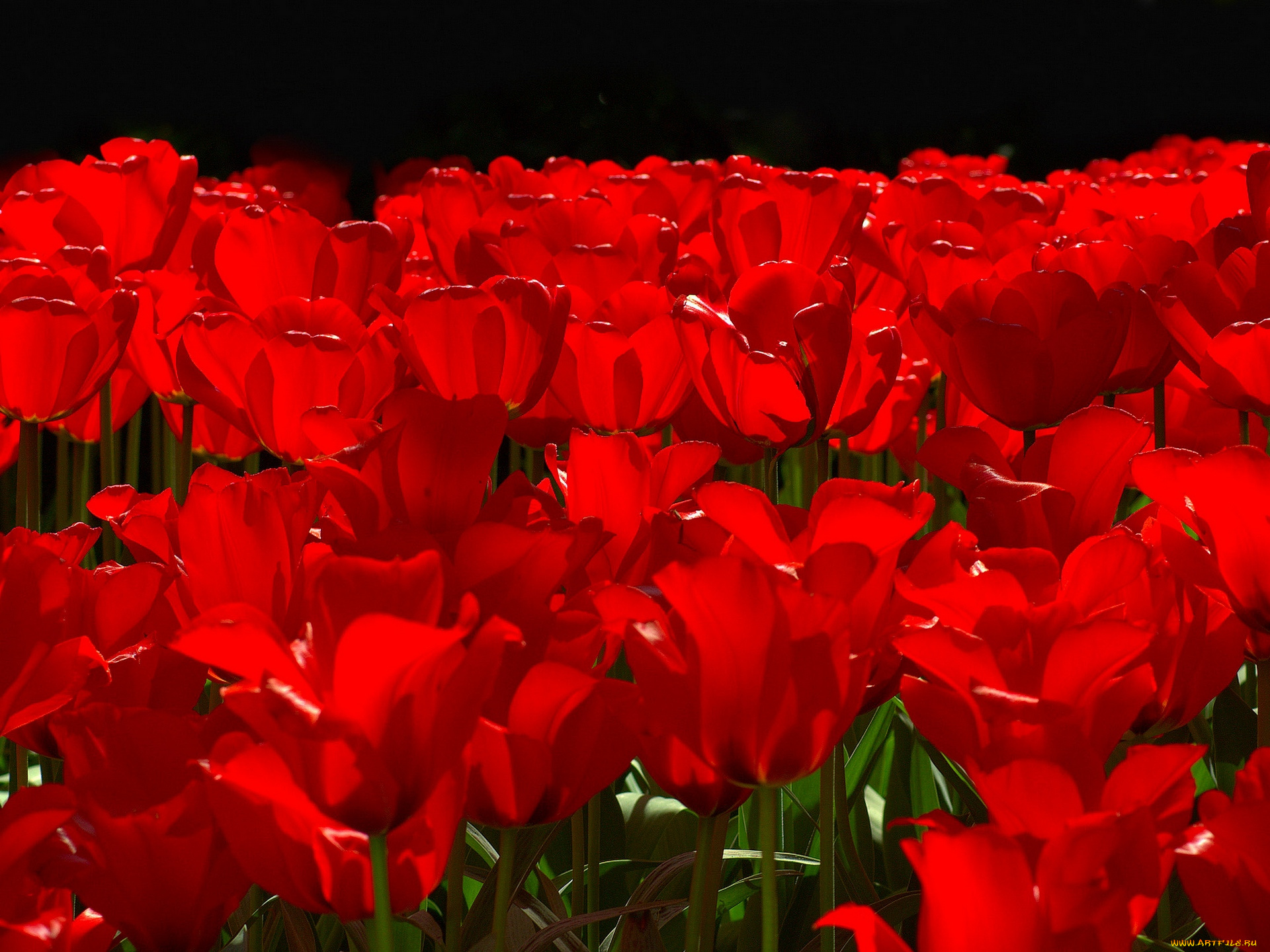 цветы, тюльпаны