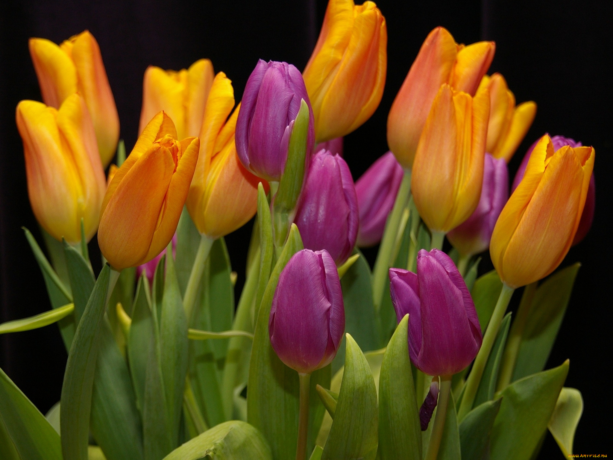 цветы, тюльпаны