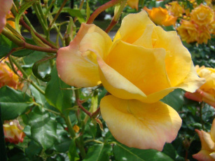 обоя цветы, розы