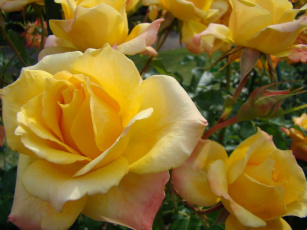 Картинка цветы розы