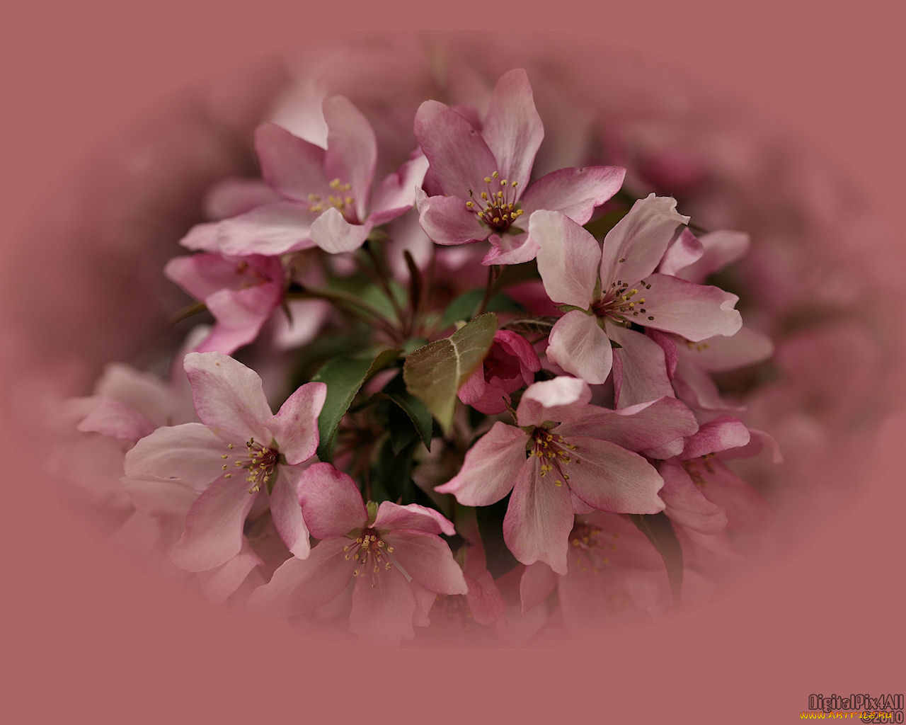 цветы, цветущие, деревья, кустарники