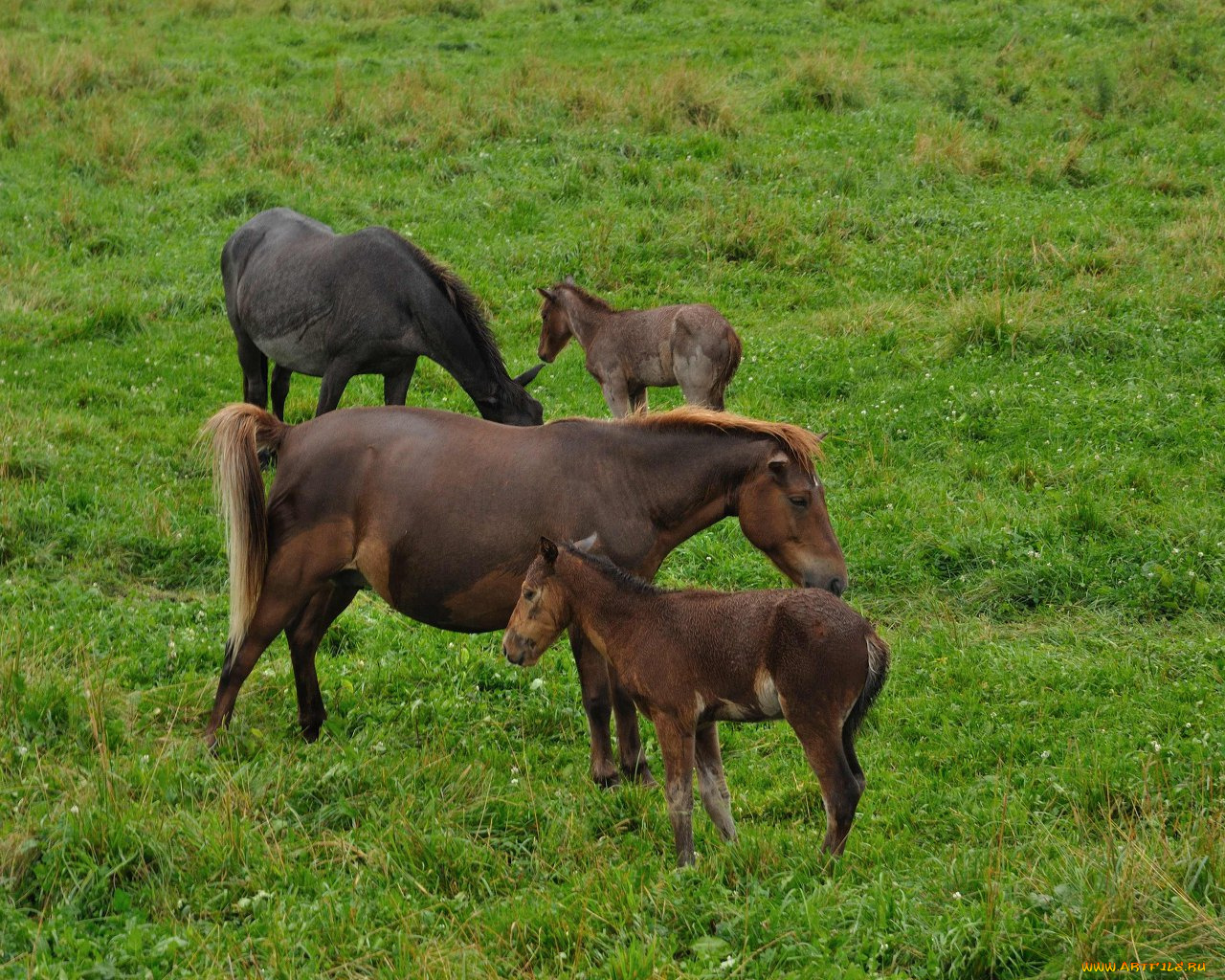 животные, лошади