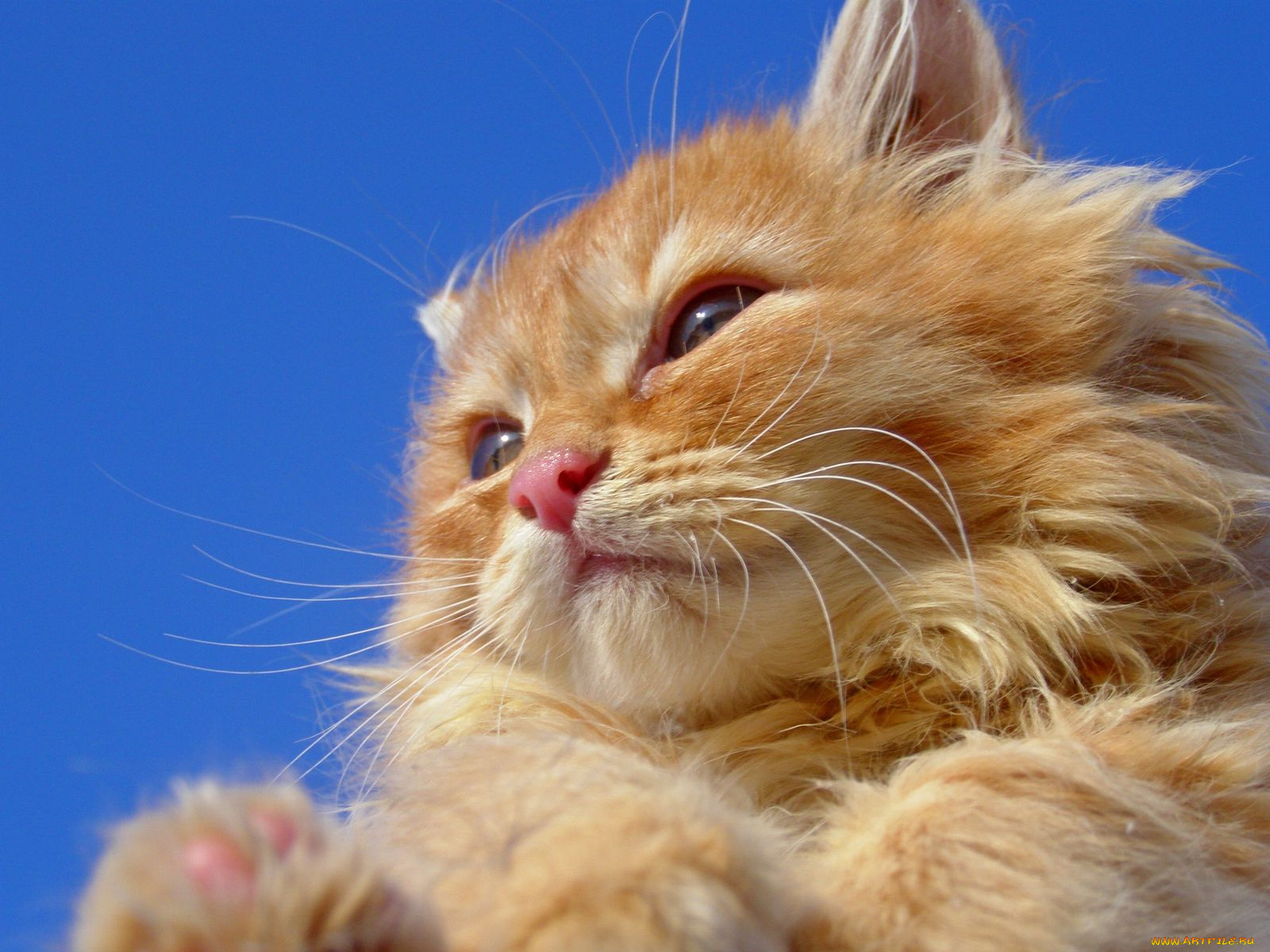 животные, коты