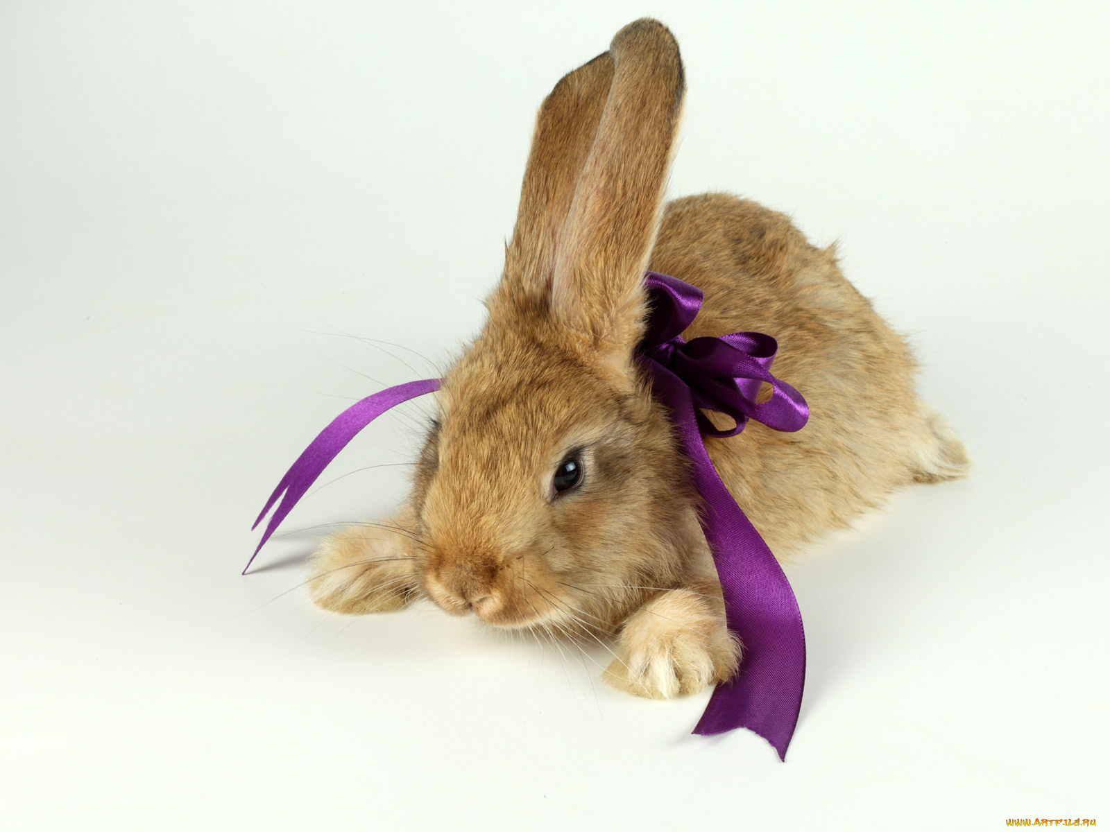 животные, кролики, зайцы