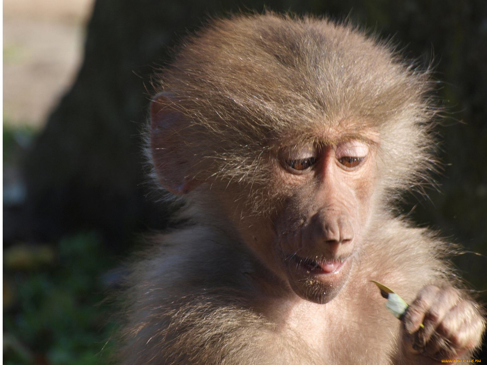 животные, обезьяны