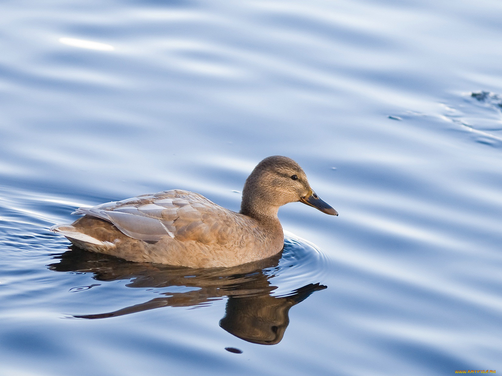 животные, утки