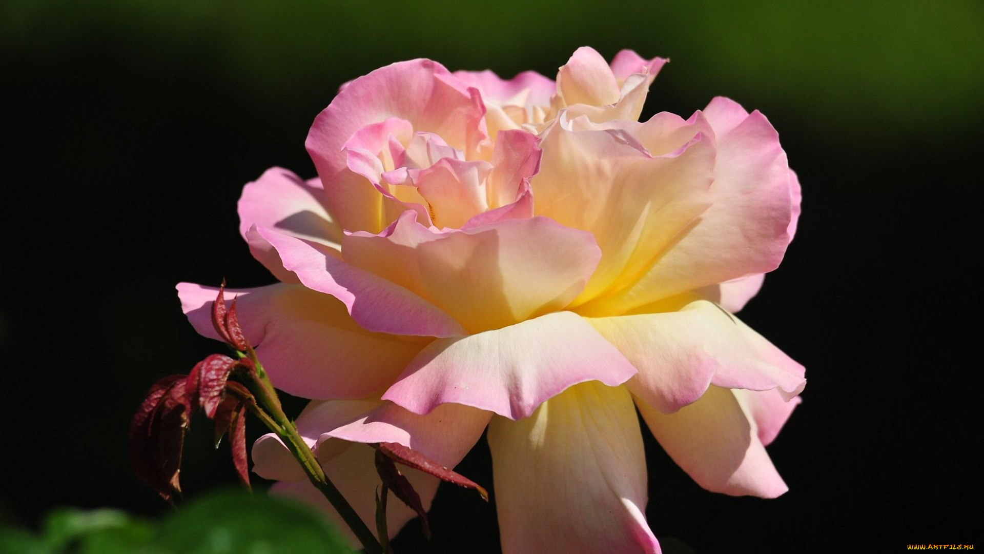 цветы, розы