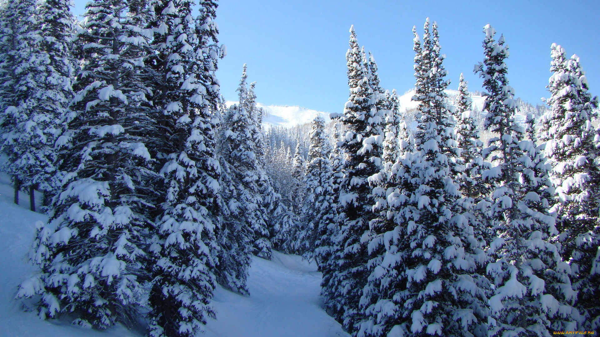 природа, зима