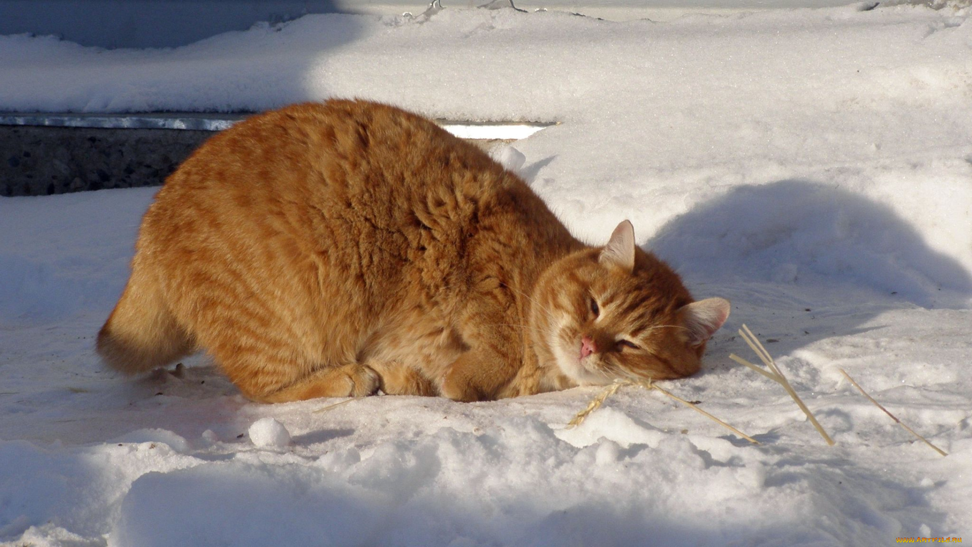 животные, коты