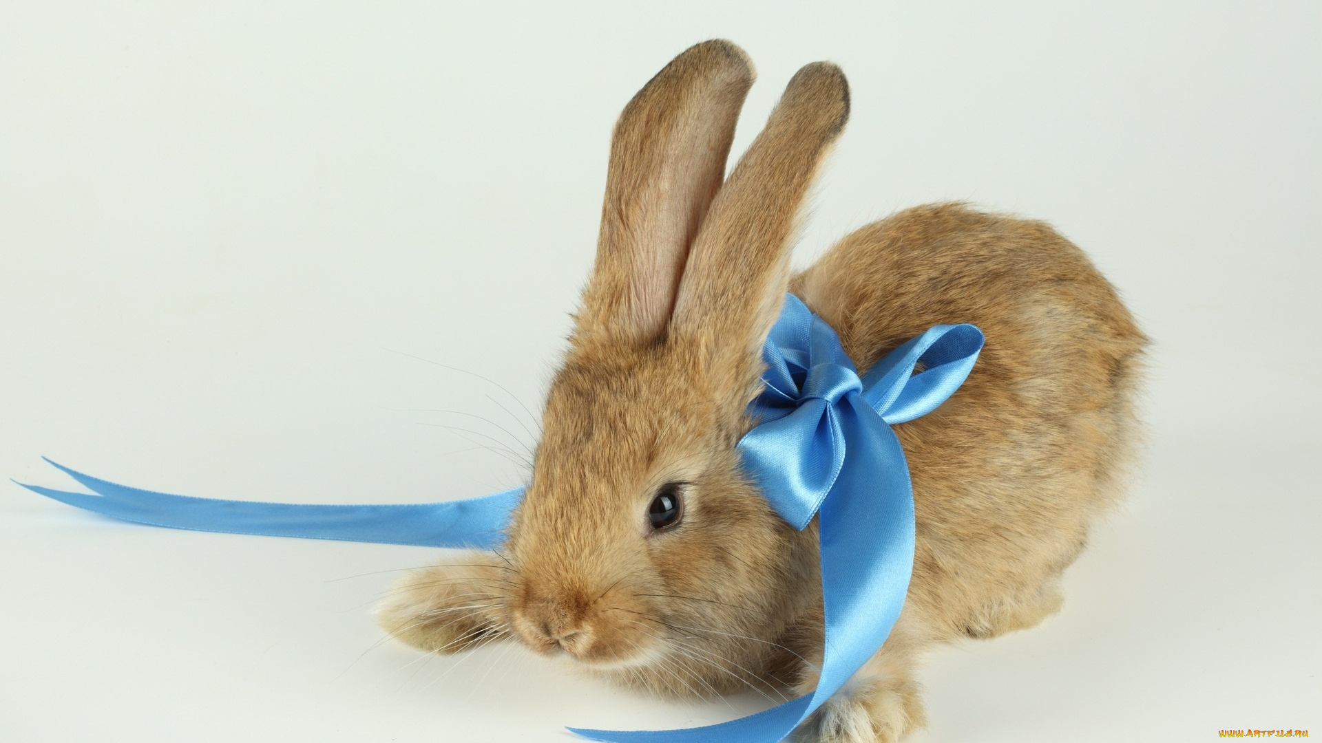 животные, кролики, зайцы