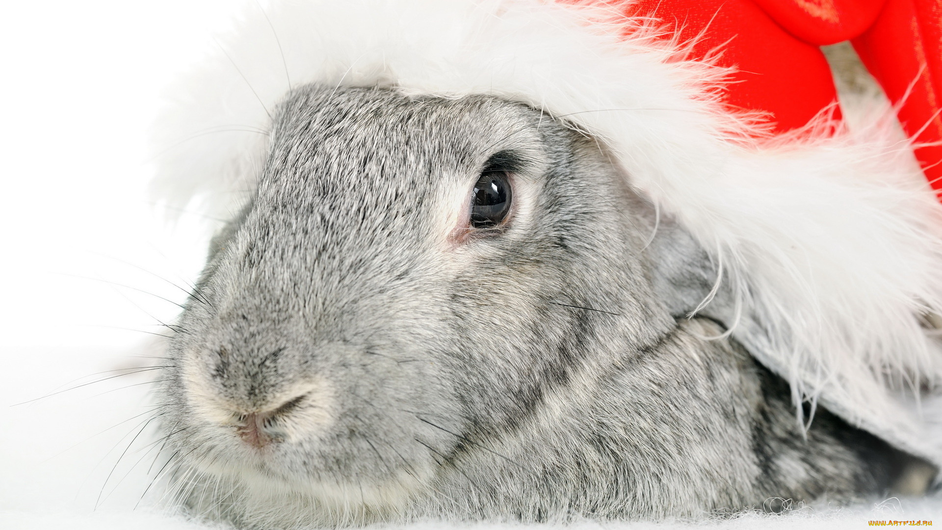 животные, кролики, зайцы