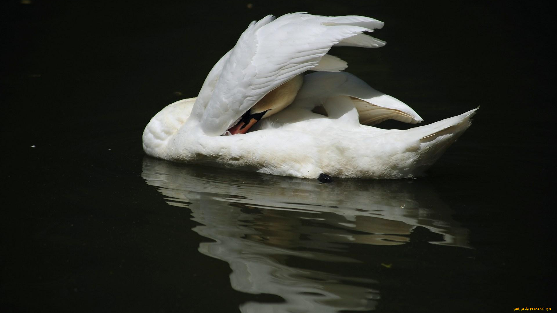 животные, лебеди