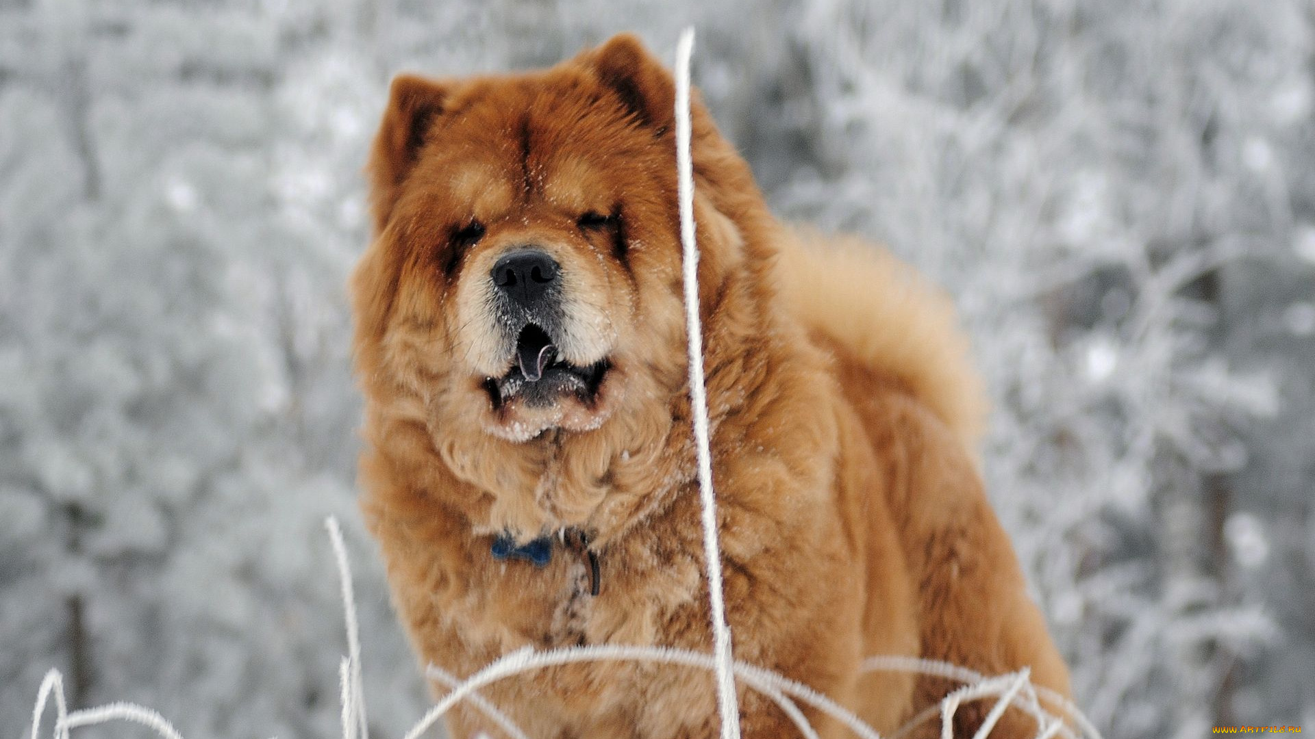 животные, собаки