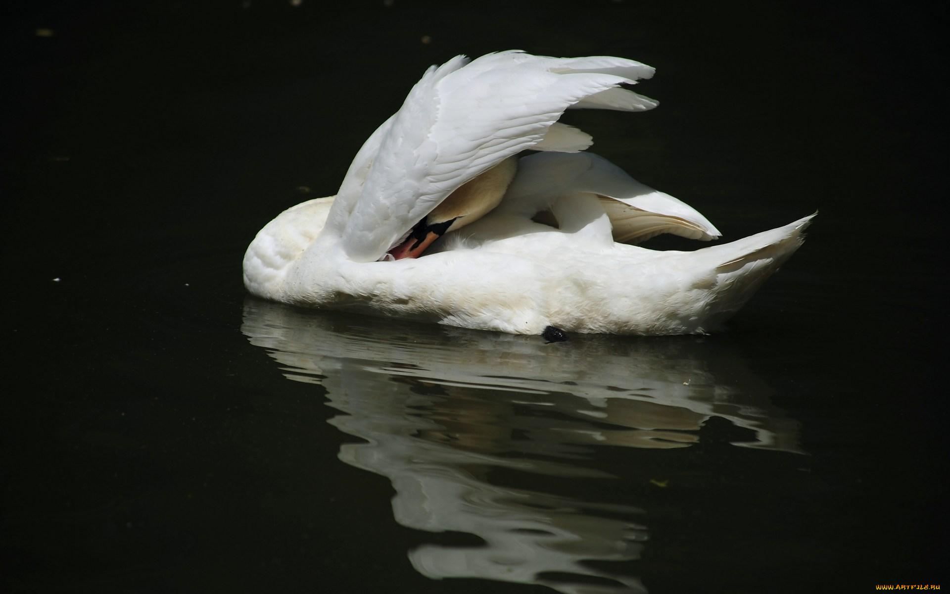 животные, лебеди