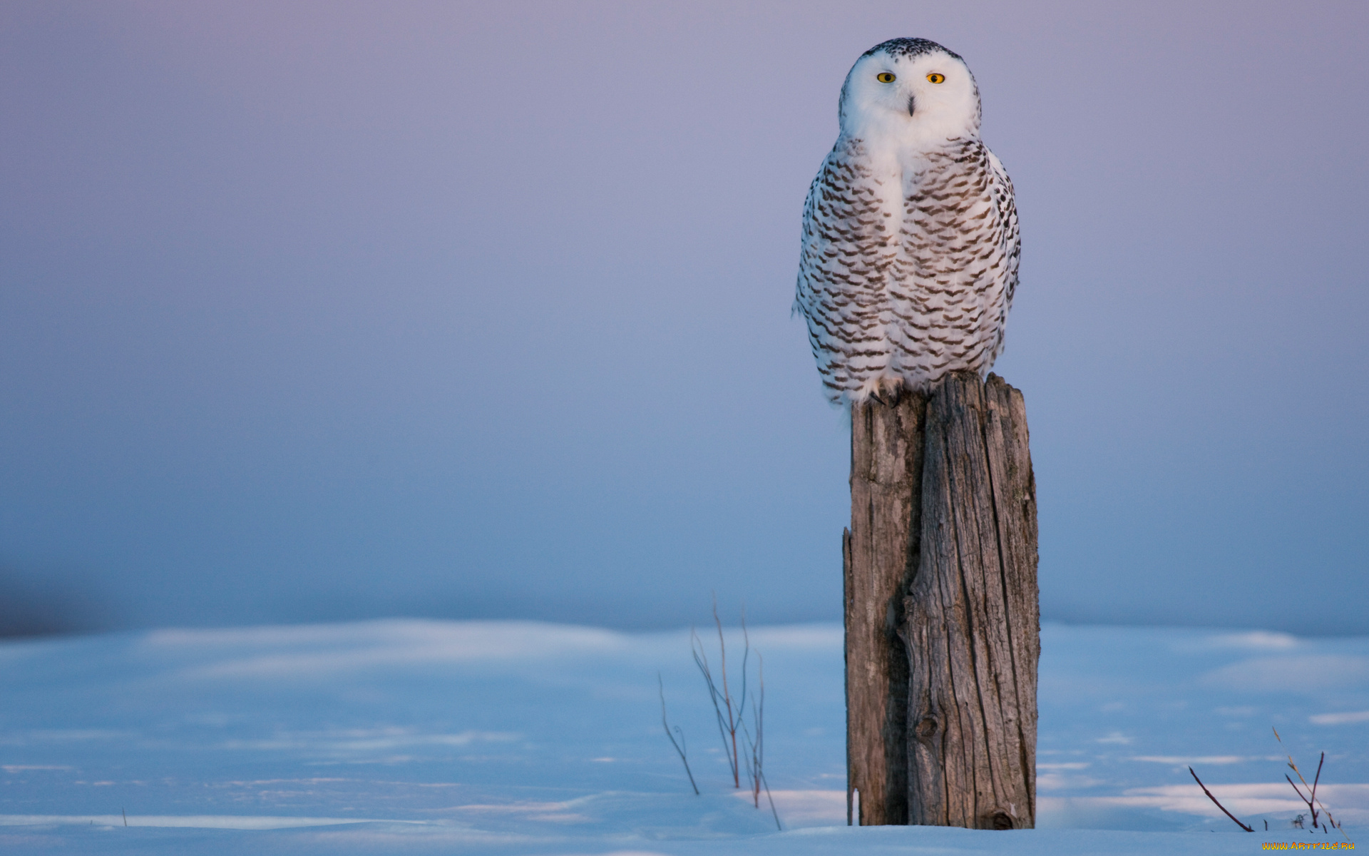 животные, совы