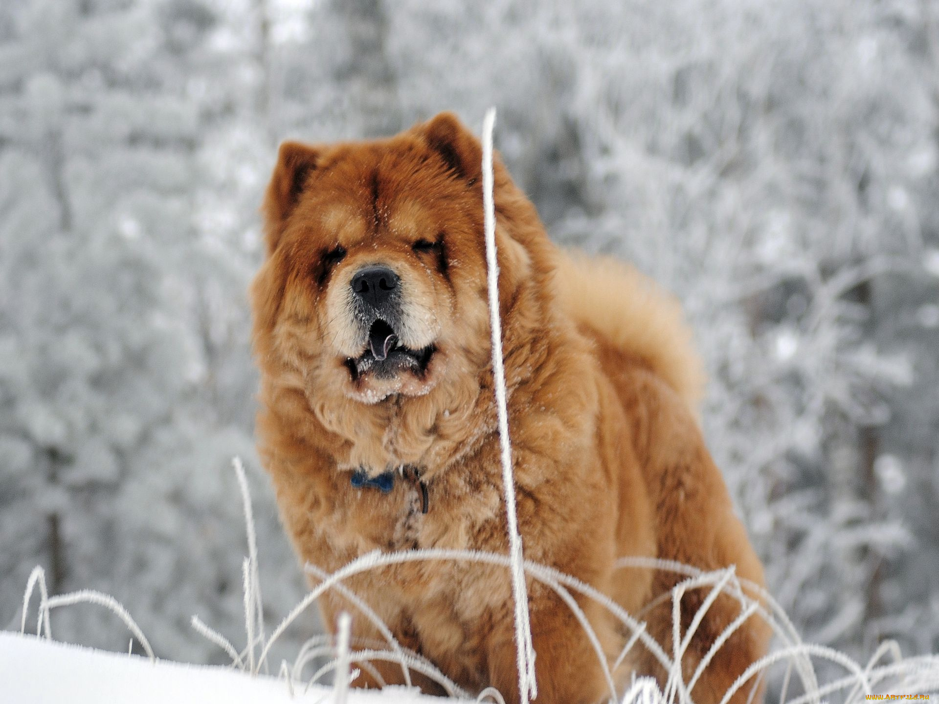 животные, собаки