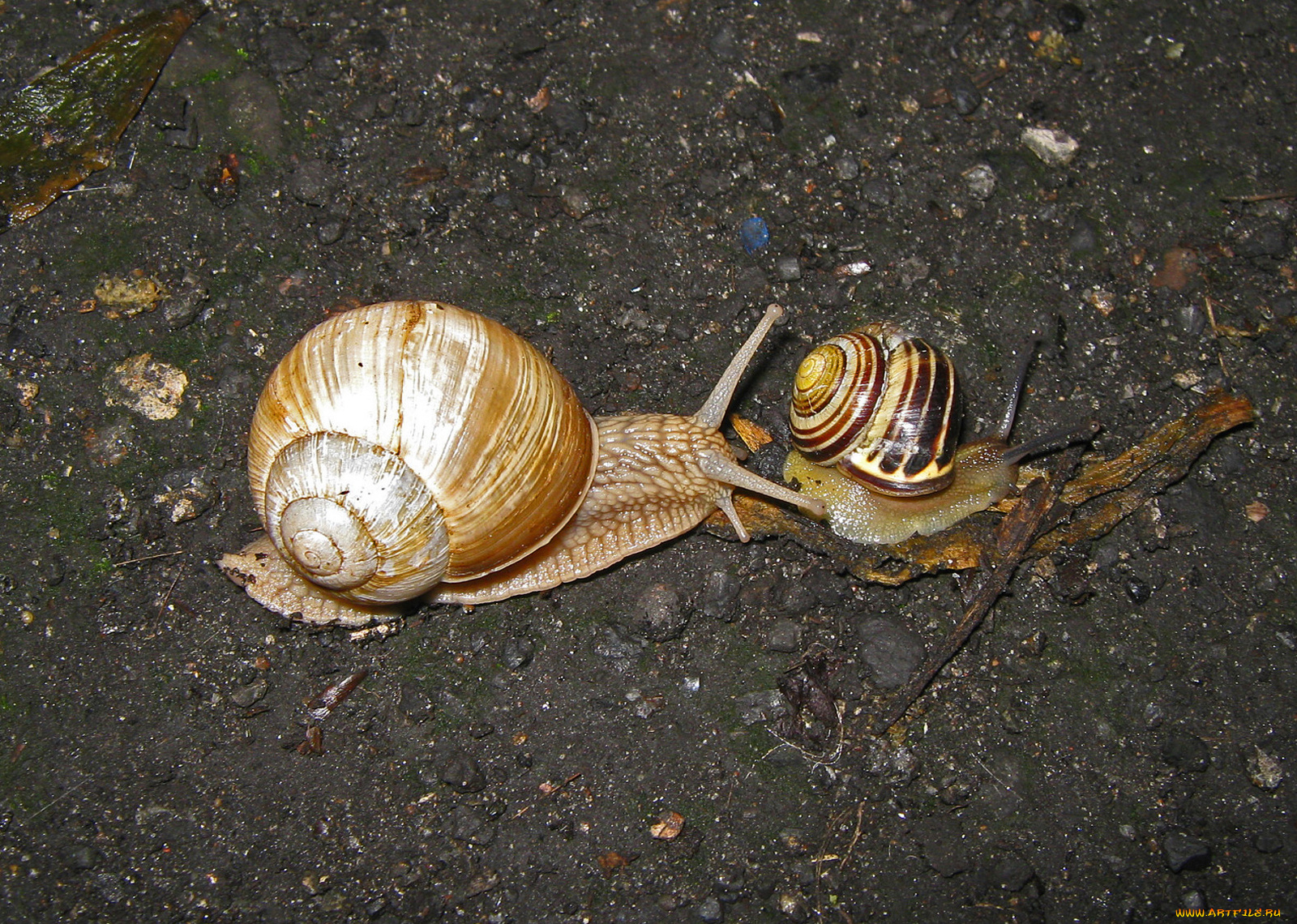 животные, улитки, камушки