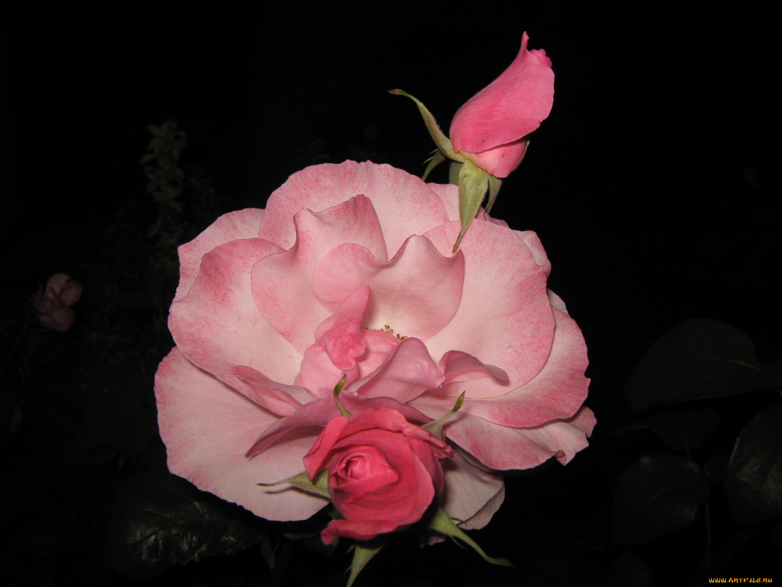 цветы, розы, бутон