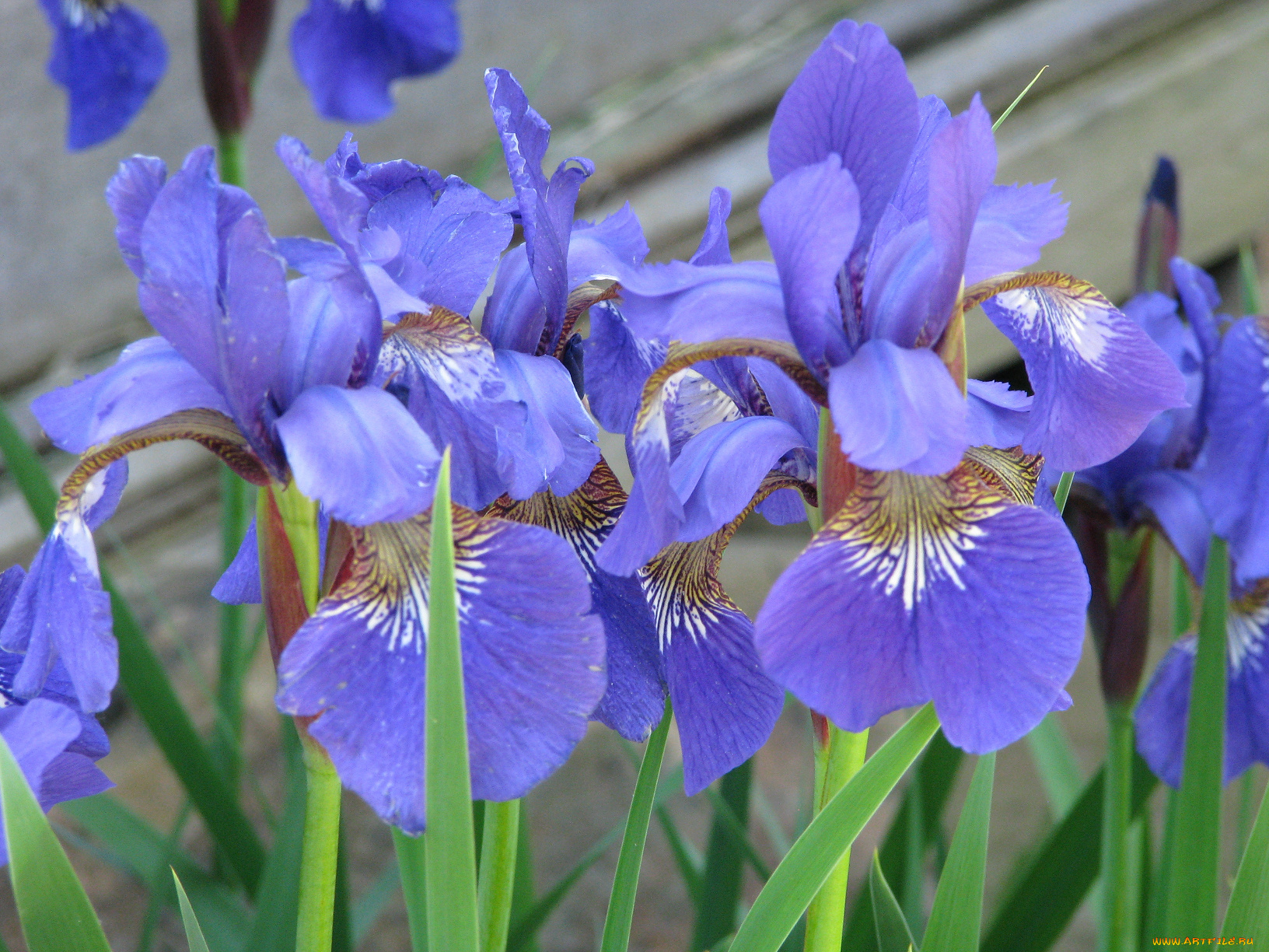 цветы, ирисы, лепестки