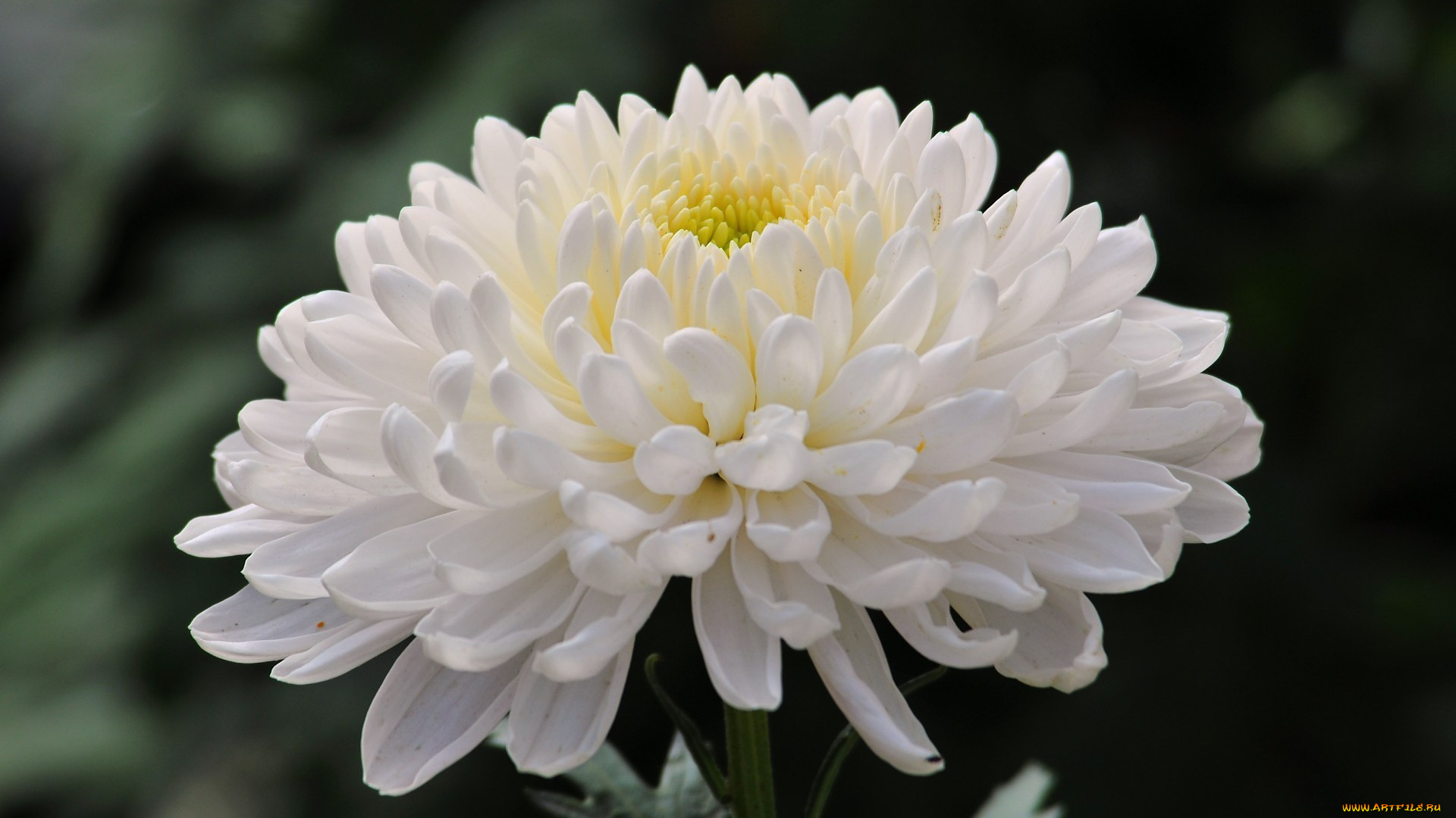 цветы, хризантемы, цветок, фото, хризантема