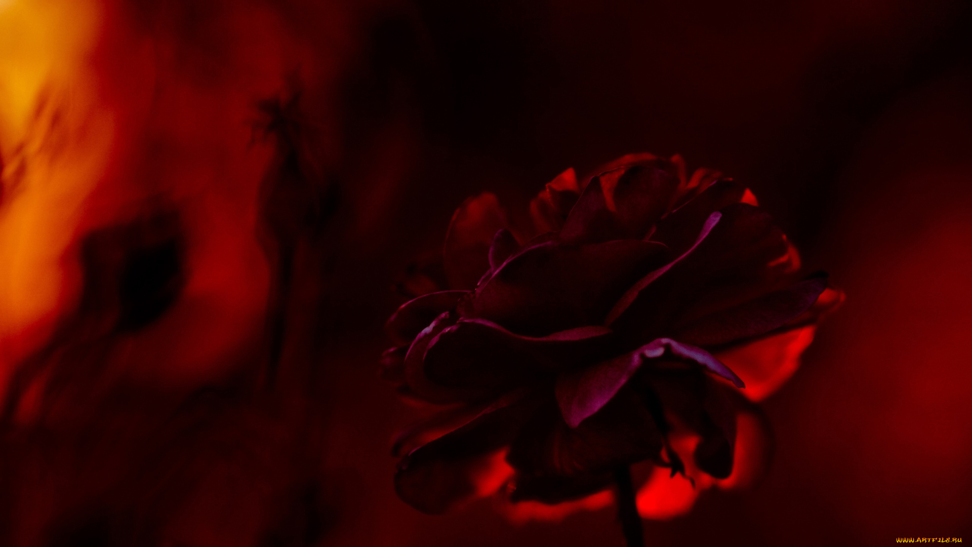 цветы, лепестки