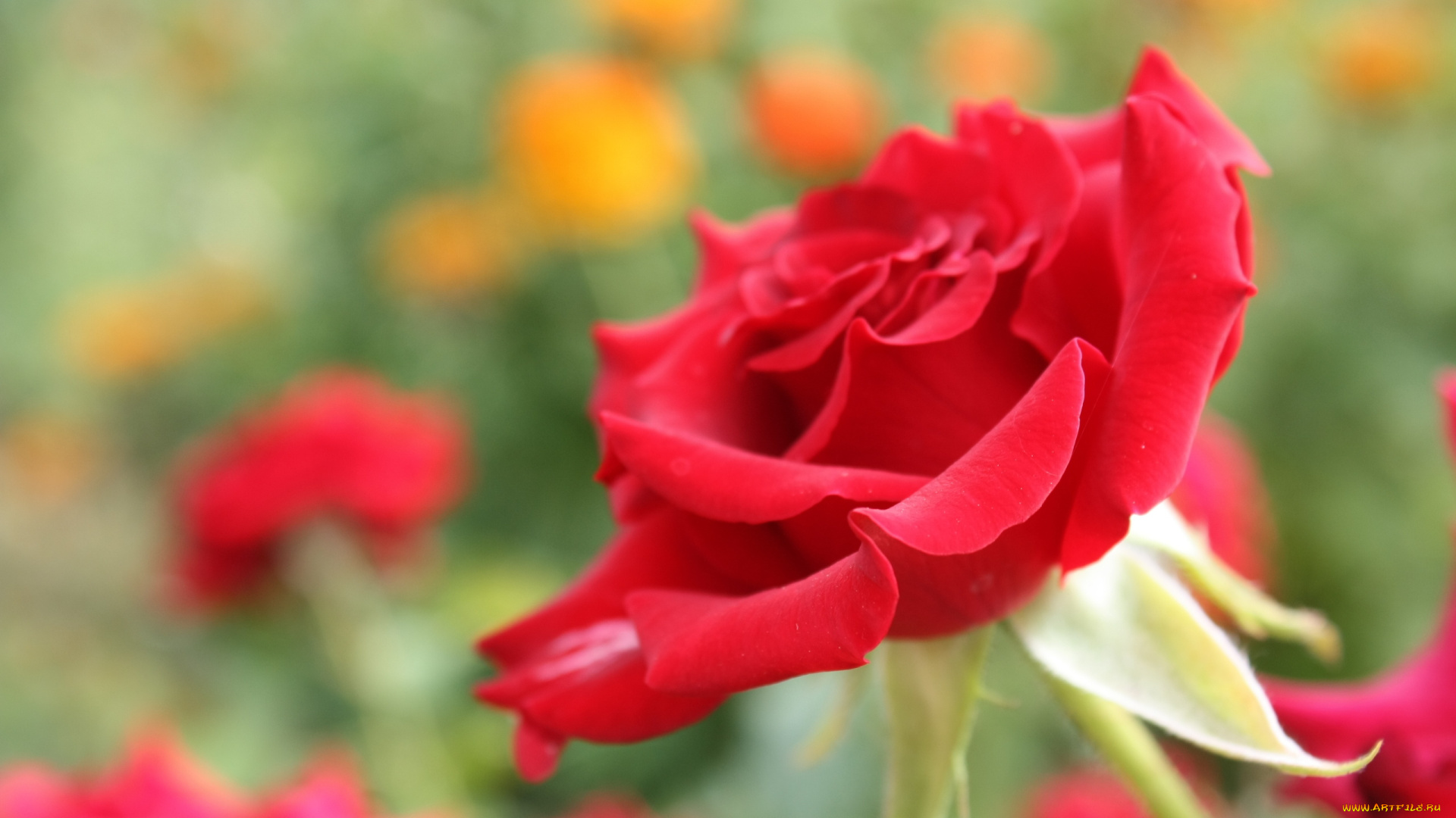 цветы, розы, красная