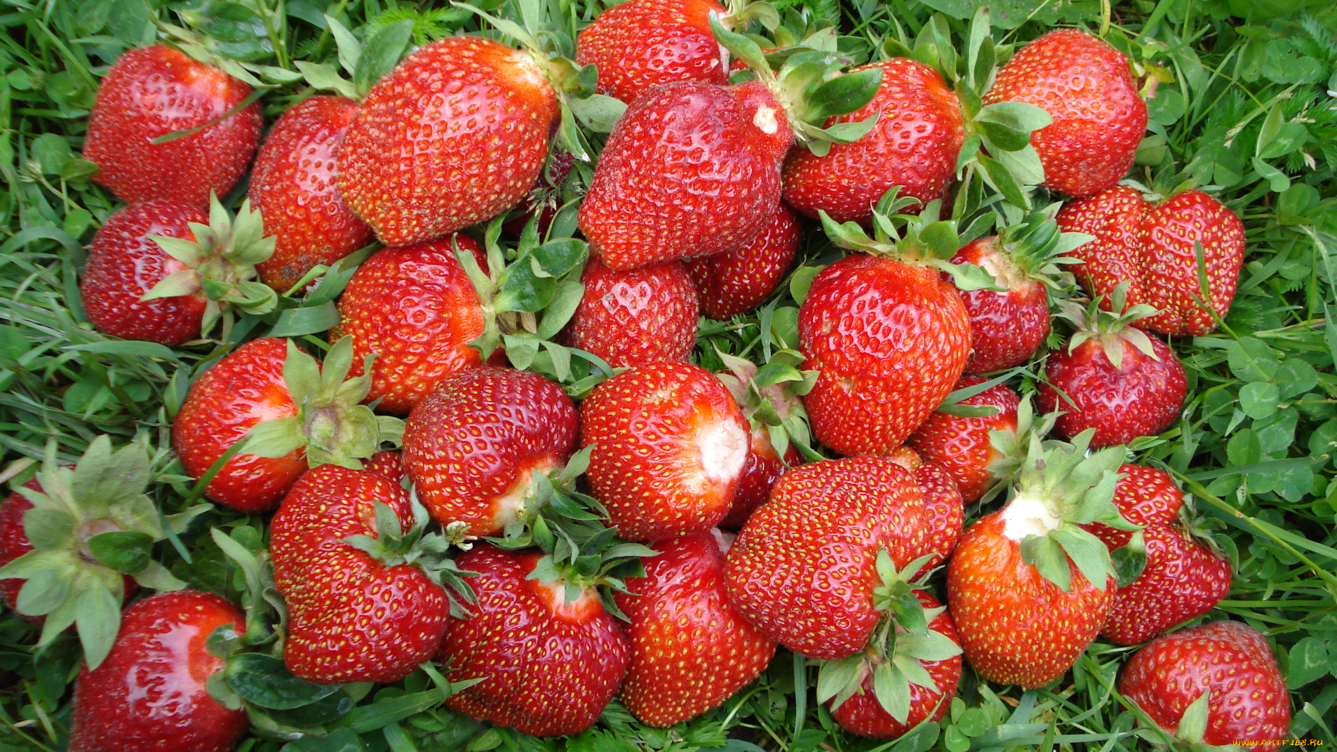 еда, клубника, земляника, ягоды, трава, дары, лето